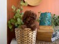ToyPoodle yavrularım