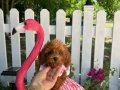 Dişi ve erkek evdoğumu Poodle