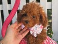 Dişi ve erkek evdoğumu Poodle