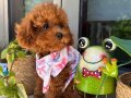 Dişi ve erkek evdoğumu Poodle