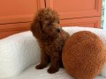 Dişi ve erkek evdoğumu Poodle