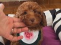 Ev doğumu poodle bebişlerim