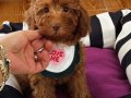 Ev doğumu poodle bebişlerim