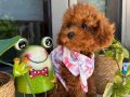 Ev doğumu poodle bebişlerim