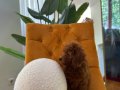 Ev doğumu poodle bebişlerim
