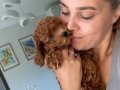 Ev doğumu poodle bebekler