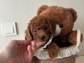 Ev doğumu poodle bebekler