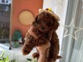 Ev doğumu poodle bebekler