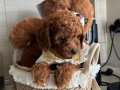 Ev doğumu poodle bebekler