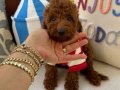 Ev doğumu poodle bebekler