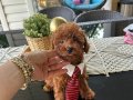 Ev doğumu poodle bebekler
