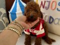 Ev doğumu poodle bebeklerimiz