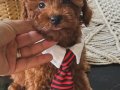 Ev doğumu poodle bebeklerimiz