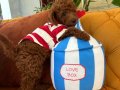 Ev doğumu poodle bebeklerimiz