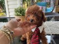 Ev doğumu poodle bebeklerimiz