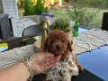 Ev doğumu poodle bebeklerimiz