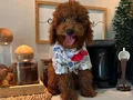 Ev doğumu Poodle Bebekler