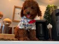 Ev doğumu Poodle Bebekler