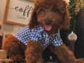 Ev doğumu Poodle Bebekler