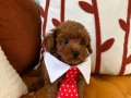 Ev ortamından poodle bebekler