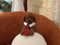 Ev ortamından poodle bebekler