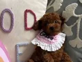Ev ortamından poodle bebekler