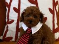 Ev ortamından poodle bebekler