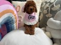 Ev ortamından poodle bebekler