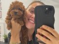 Ev doğumu poodle bebişler