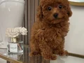Kore poodle yavrularımız 