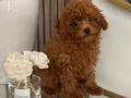 Kore poodle yavrularımız 