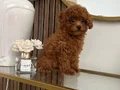Kore poodle yavrularımız 