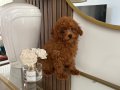 Kore poodle yavrularımız 