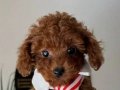 Evdoğumu dişi erkek toy poodle yavrular 