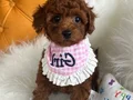 Evin maskotu Toypoodle yavrular