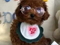 Evin maskotu Toypoodle yavrular