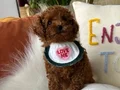 Evin maskotu Toypoodle yavrular