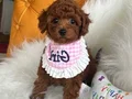 Evin maskotu Toypoodle yavrular