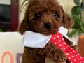 Evin maskotu Toypoodle yavrular