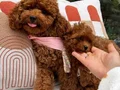 Evin maskotu olacak poodle yavrular