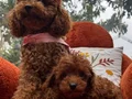Evin maskotu olacak poodle yavrular