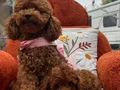 Evin maskotu olacak poodle yavrular