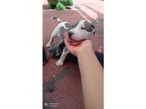 Pitbull Blue cinsi 