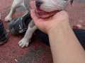 Pitbull Blue cinsi 