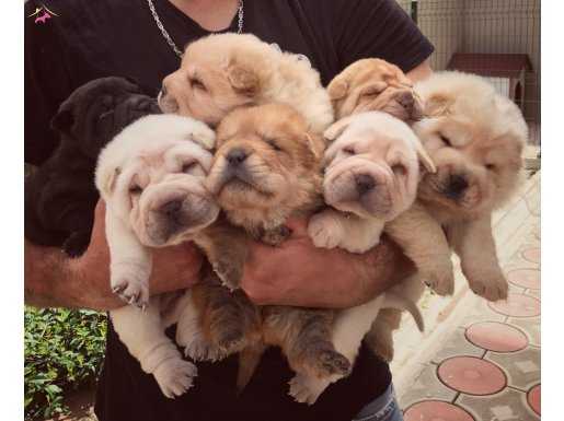 Sharpei yavru 1 aylık