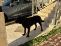 2.5 YAŞINDA  ROTTWEİLER 