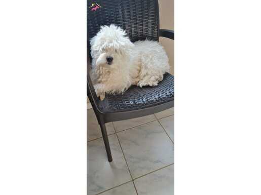 1 buçuk yaşında maltese terrier