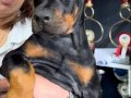 Dünya Standartlarında Doberman Yavruları 
