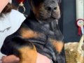 Dünya Standartlarında Doberman Yavruları 