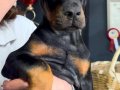 Dünya Standartlarında Doberman Yavruları 